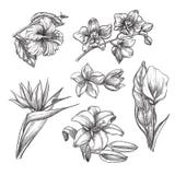 Fiori tropicali messi, illustrazione di schizzo di vettore Elementi di progettazione floreale e della natura tropicale disegnata illustrazione di stock Fiori tropicali messi, illustrazione di schizzo di vettore Elementi di progettazione floreale e della natura tropicale disegnata illustrazione di stock