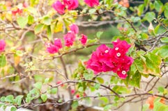 Fiori tropicali rossi luminosi su un cespuglio un giorno soleggiato Fotografia Stock Fiori tropicali rossi luminosi su un cespuglio un giorno soleggiato Fotografia Stock