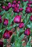 Fiori variopinti piantati nel parco a tempo di molla fotografie stock libere da diritti Fiori variopinti piantati nel parco a tempo di molla fotografie stock libere da diritti