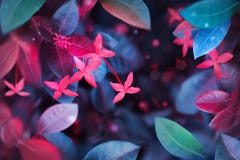 Fiori variopinti tropicali e foglie di estate fantastica Della molla naturale di estate immagine luminosa ultra immagine stock libera da diritti Fiori variopinti tropicali e foglie di estate fantastica Della molla naturale di estate immagine luminosa ultra immagine stock libera da diritti