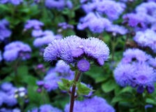 Fiori viola di ageratum fotografia stock Fiori viola di ageratum fotografia stock