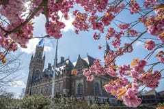 Fiorisce i fiori di rosa della molla di sakura fotografia stock libera da diritti Fiorisce i fiori di rosa della molla di sakura fotografia stock libera da diritti