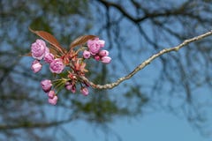 Fiorisce i fiori di rosa della molla di sakura fotografia stock libera da diritti Fiorisce i fiori di rosa della molla di sakura fotografia stock libera da diritti
