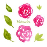 Fiorisce la raccolta dell'acquerello Insieme di elementi delle foglie e dei fiori Illustrazione disegnata a mano di vettore per l illustrazione vettoriale Fiorisce la raccolta dell'acquerello Insieme di elementi delle foglie e dei fiori Illustrazione disegnata a mano di vettore per l illustrazione vettoriale