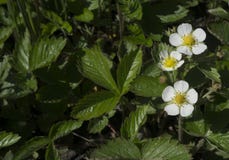 Fiorisce le fragole in un orto Fotografia Stock Libera da Diritti Fiorisce le fragole in un orto Fotografia Stock Libera da Diritti