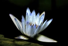 Fioritura blu artistica della ninfea della lavanda contro roccia immagini stock libere da diritti Fioritura blu artistica della ninfea della lavanda contro roccia immagini stock libere da diritti