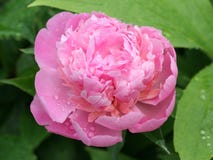 Fioritura del Peony fotografia stock Fioritura del Peony fotografia stock