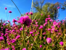 Fioriture fucsia dell'allium contro il cielo blu fotografie stock libere da diritti Fioriture fucsia dell'allium contro il cielo blu fotografie stock libere da diritti