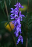 Fiołkowi lupines kwiaty r na łące w wiośnie, lato obraz stock Fiołkowi lupines kwiaty r na łące w wiośnie, lato obraz stock