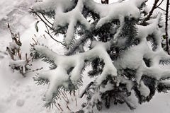 Fir And Tree Branches Heavily Covered With Fresh Snow.On A White Background Of The Sky On The Fir Branches There Is Snow For The Royalty Free Stock Images Fir And Tree Branches Heavily Covered With Fresh Snow.On A White Background Of The Sky On The Fir Branches There Is Snow For The Royalty Free Stock Images