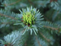Fir Drove, Green, Fir, Pine Needles Royalty Free Stock Photos