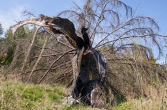 Fir tree broken by lightning, after a hard storm royalty free stock photos Fir tree broken by lightning, after a hard storm royalty free stock photos