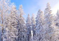 Fir trees covered by snow and hoarfrost stock photos Fir trees covered by snow and hoarfrost stock photos