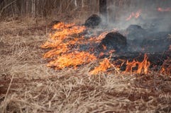Fire on the dry grass. Forest pazhar. royalty free stock photography Fire on the dry grass. Forest pazhar. royalty free stock photography