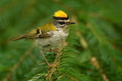 Firecrest - Regulus ignicapilla στοκ εικόνες με δικαίωμα ελεύθερης χρήσης Firecrest - Regulus ignicapilla στοκ εικόνες με δικαίωμα ελεύθερης χρήσης