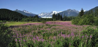 Fireweed Mountains And Trees Alaska Royalty Free Stock Photo Fireweed Mountains And Trees Alaska Royalty Free Stock Photo