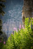 Fireweed Wildflowers with the Mountain in the background royalty free stock photography Fireweed Wildflowers with the Mountain in the background royalty free stock photography