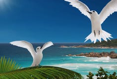 First Flight. Birds, Islands Of Seychelles. Stock Image