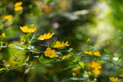 First forest spring flowers blurred background royalty free stock photography First forest spring flowers blurred background royalty free stock photography