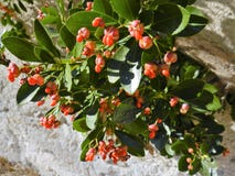 The first red spring flowers in the warm spring sun. royalty free stock photo The first red spring flowers in the warm spring sun. royalty free stock photo