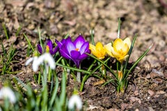 First spring flowers in garden stock photos First spring flowers in garden stock photos