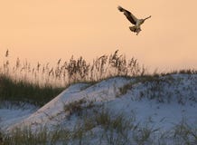 Fischadler-Fliegen herein mit einem Fisch, den er bei Sunsetl gefangen hat stockfoto Fischadler-Fliegen herein mit einem Fisch, den er bei Sunsetl gefangen hat stockfoto