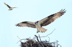 Fischadler-Landung auf ihr ist Nest mit ihrem Mate Flying herein mit einem Fisch lizenzfreie stockbilder Fischadler-Landung auf ihr ist Nest mit ihrem Mate Flying herein mit einem Fisch lizenzfreie stockbilder