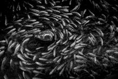 Fischhorden Kreisen Um Felsen Schwarz Weiss Farbe Stockbild Bild Von Gruppe Schwarzes