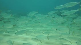 Fischschwarm an Waimea-Bucht Fischschwarm an Waimea-Bucht