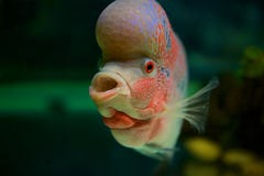 Big Lips Fish Stock Photos, Images, & Pictures - 99 Images