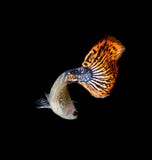 fish guppy pet isolated on black background. stock photography fish guppy pet isolated on black background. stock photography