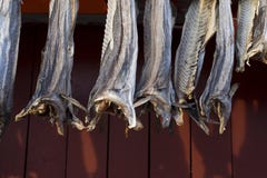 Fish Hung To Dry Royalty Free Stock Images