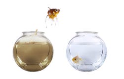 Fish jumping from his polluted bowl Royalty Free Stock Photo Fish jumping from his polluted bowl Royalty Free Stock Photo