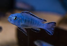 Fish pseudotropheus socolofi Powder Blue Cichlid