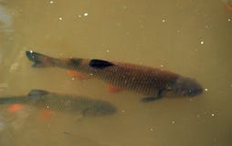 Fish in the river chub royalty free stock photo Fish in the river chub royalty free stock photo