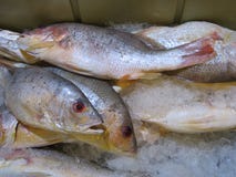 Fish at a seafood market. royalty free stock image Fish at a seafood market. royalty free stock image
