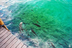 Fish swim in the clear water at the pier. Plitvice, National Park, Croatia stock photography Fish swim in the clear water at the pier. Plitvice, National Park, Croatia stock photography