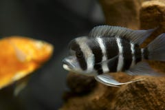 Fish With Stripes In Aquarium Stock Photo