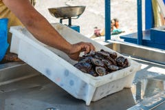 Fisherman after a successful fishing, behind the counter sells his catch of fish and shellfish. Gentle warm sunny day. Old port, stock image Fisherman after a successful fishing, behind the counter sells his catch of fish and shellfish. Gentle warm sunny day. Old port, stock image