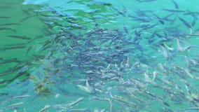 Fishes Mullet School in Mediterranean Port Saltwater Stock Footage