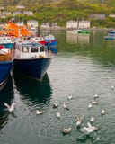 Fishing Boats And Seagulls, Isle Of Skye. Stock Photography
