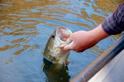 Fishing For Bass Stock Image