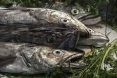 Fishing fresh seafood royalty free stock photo Fishing fresh seafood royalty free stock photo