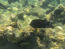 Fisk royaltyfri bild Fisk royaltyfri bild