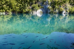 Fisk i klart turkosvatten arkivbild Fisk i klart turkosvatten arkivbild