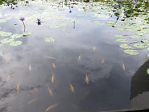 Fisk i lotusblommadammet royaltyfria bilder Fisk i lotusblommadammet royaltyfria bilder