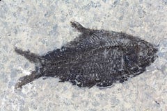 fiska fossil royaltyfri fotografi fiska fossil royaltyfri fotografi