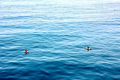 Fiskare är förlovade i fiske på improviserade sväva flottar i porten av Tuticorin, Indien royaltyfria foton Fiskare är förlovade i fiske på improviserade sväva flottar i porten av Tuticorin, Indien royaltyfria foton