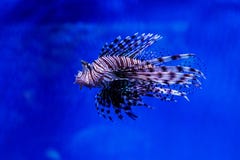 FiskLionfish - sebra, Pteroisvolitans arkivfoton FiskLionfish - sebra, Pteroisvolitans arkivfoton