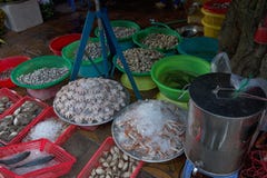 Fiskmarknad i Can Tho, Vietnam arkivfoto Fiskmarknad i Can Tho, Vietnam arkivfoto
